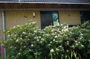 Mayıs ayında bahçede beyaz çiçekli Rhododendron çiçek açar. Rhododendron, çalıgiller (Ericaceae) familyasından ağaçsı bir bitki cinsidir. Berlin, Almanya 