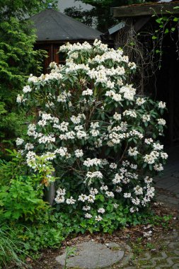 Mayıs ayında bahçede beyaz çiçekli Rhododendron çiçek açar. Rhododendron, çalıgiller (Ericaceae) familyasından ağaçsı bir bitki cinsidir. Berlin, Almanya 