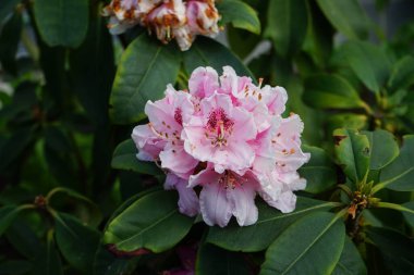 Haziran 'da bahçede pembe çiçekli kahverengi noktalı Rhododendron' Albert Schweitzer çiçek açıyor. Rhododendron, çalıgiller (Ericaceae) familyasından ağaçsı bir bitki cinsidir. Berlin, Almanya