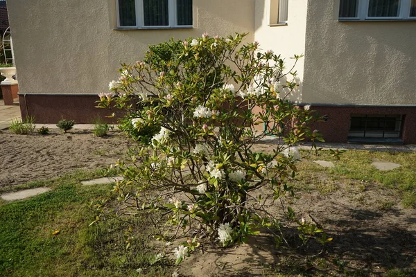 Ροδόδεντρο Λευκά Λουλούδια Ανθίζει Στον Κήπο Μάιο Rhododendron Είναι Ένα — Φωτογραφία Αρχείου