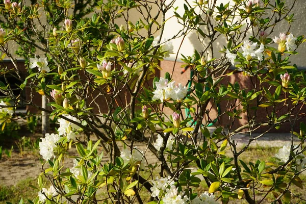 Rhododendron Com Flores Brancas Floresce Jardim Maio Rhododendron Género Botânico — Fotografia de Stock