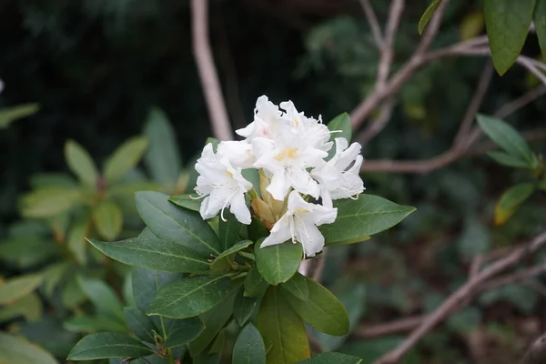 Рододендрон Белыми Цветами Цветет Саду Мае Рододендрон Является Большим Родом — стоковое фото