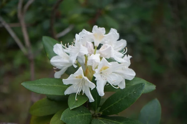 Rhododendron Aux Fleurs Blanches Fleurit Dans Jardin Mai Rhododendron Est — Photo