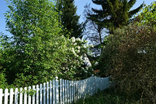 Beyaz Leylak Çalısı Şırınga Kabuğu Mayıs Ayında Çiçek Açar Leylak — Stok fotoğraf