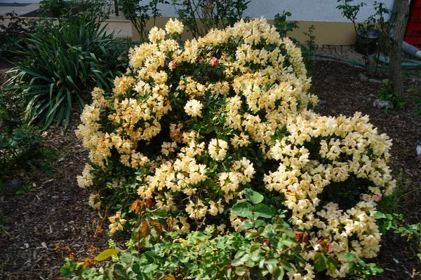 Rhododendron Light Yellow Flowers Blooms Garden May Rhododendron Very Large — Stock Photo, Image