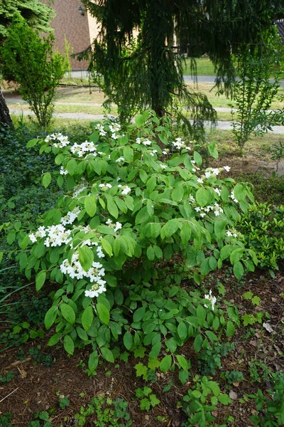 5月に 庭に白い花を咲かせます ビブラムプリカタム Viburnum Plicatum アドクス科の開花植物の一種で 以前はカプリフォリー科であった ドイツ ベルリン — ストック写真