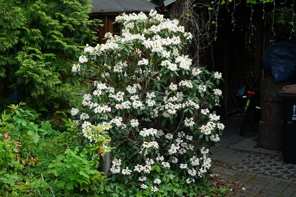 정원에 Rhododendron 상록수 Evergreen 낙엽수 Deciduous 하나인 Ericaceae 속하는 식물의 — 스톡 사진