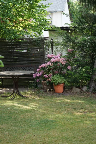 분홍빛 도덴은 정원에 Rhododendron 상록수 Evergreen 낙엽수 Deciduous 하나인 Ericaceae — 스톡 사진
