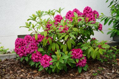 Haziran ayında bahçede pembe-kahverengi çiçekli Rhododendron çiçek açar. Rhododendron, çalıgiller (Ericaceae) familyasından ağaçsı bir bitki cinsidir. Berlin, Almanya