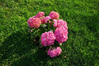 Hydrangea makrophylla Haziran ayında bahçede pembe çiçeklerle çiçek açar. Hydrangea makrophylla, Hydrangeaceae familyasından bir bitki türü. Berlin, Almanya 