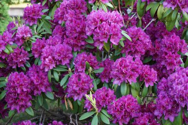 Rododendron bahçede mor çiçeklerle çiçek açar. Rhododendron, çalıgiller (Ericaceae) familyasından ağaçsı bir bitki cinsidir. Berlin, Almanya 