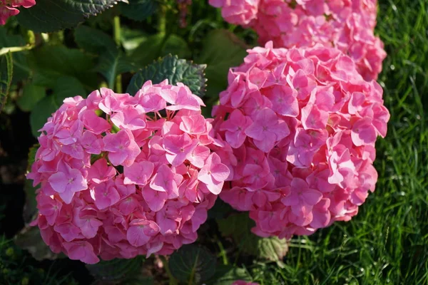 Hydrangea Macrophylla Blooms Pink Flowers Garden June Hydrangea Macrophylla Species — Stock Photo, Image
