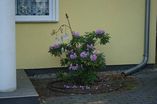 ツツジが園内に紫色の花を咲かせます ツツジ科ツツジ属は 常緑性または落葉性のいずれかの草本植物の非常に大規模な属です ドイツ ベルリン — ストック写真