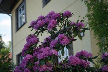 Rododendron bahçede mor çiçeklerle çiçek açar. Rhododendron, çalıgiller (Ericaceae) familyasından ağaçsı bir bitki cinsidir. Berlin, Almanya 