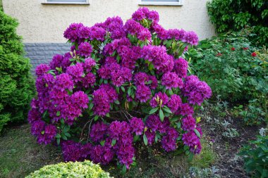 Rododendron bahçede mor çiçeklerle çiçek açar. Rhododendron, çalıgiller (Ericaceae) familyasından ağaçsı bir bitki cinsidir. Berlin, Almanya 