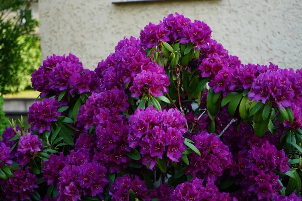 Rhododendron Blooms Purple Flowers Garden Rhododendron Very Large Genus Woody — Stock Photo, Image