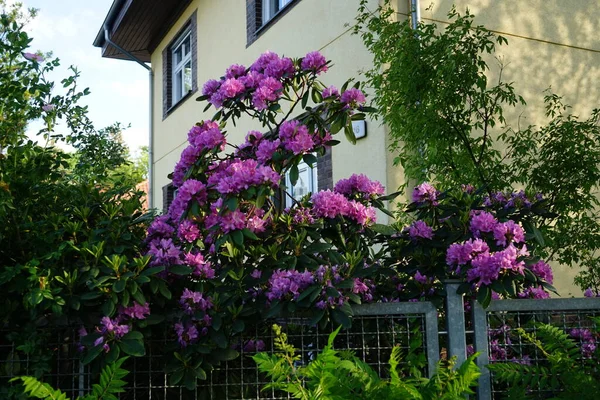 ツツジが園内に紫色の花を咲かせます ツツジ科ツツジ属は 常緑性または落葉性のいずれかの草本植物の非常に大規模な属です ドイツ ベルリン — ストック写真
