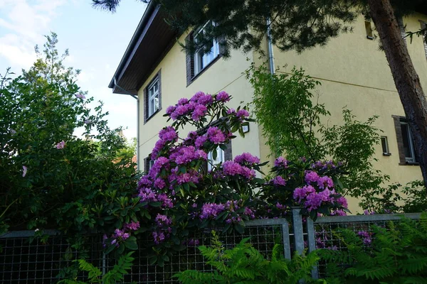 杜鹃盛开 花园里开紫色的花 杜鹃属 Rhododendron 是一个非常大的木本植物属 在荒原科 常绿或落叶 德国柏林 — 图库照片