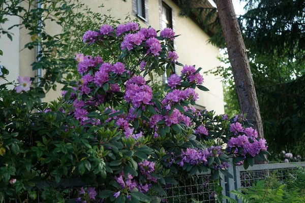 Rododendro Fiorisce Con Fiori Viola Giardino Rododendro Genere Piante Legnose — Foto Stock