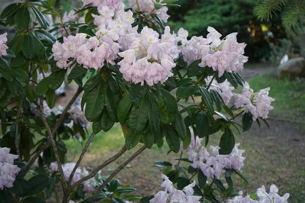 Rhododendron Com Flores Rosa Claras Floresce Jardim Rhododendron Género Botânico — Fotografia de Stock
