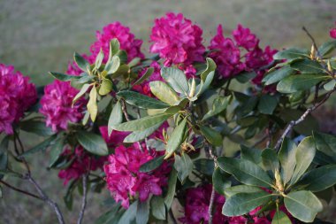 Rhododendron bahçesinde kahverengi noktalı pembe çiçekler açar. Rhododendron, çalıgiller (Ericaceae) familyasından ağaçsı bir bitki cinsidir. Berlin, Almanya 