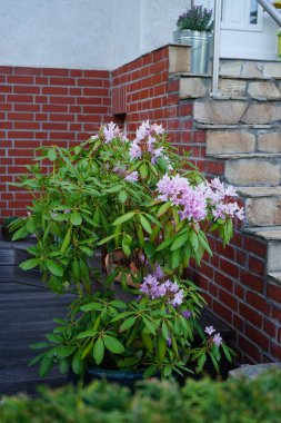 Bahçede açık pembe çiçekli Rhododendron çiçek açar. Rhododendron, çalıgiller (Ericaceae) familyasından ağaçsı bir bitki cinsidir. Berlin, Almanya 