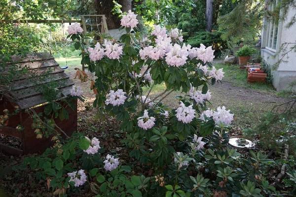 Rododendro Con Fiori Rosa Chiaro Fiorisce Giardino Rododendro Genere Piante — Foto Stock