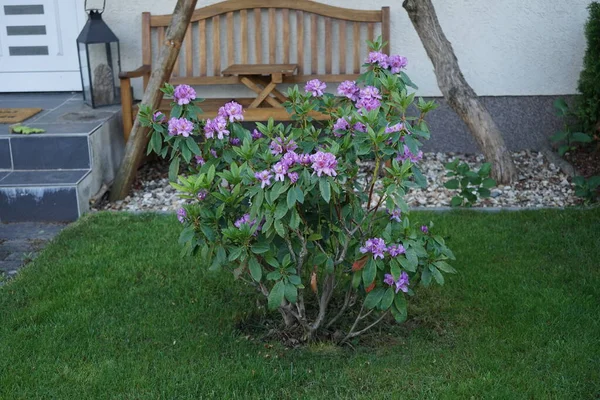 stock image Rhododendron blooms with purple flowers in the garden. Rhododendron is a very large genus of woody plants in the heath family, Ericaceae, either evergreen or deciduous. Berlin, Germany 