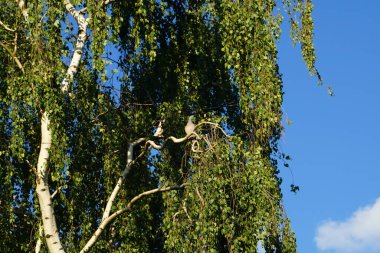 Columba Palumbus kuşu haziran ayında bir huş dalında. Kolomb palumbus güvercini güvercin ve güvercin familyasının büyük bir türüdür. Berlin, Almanya