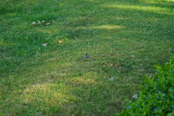 Motacilla alba kuşu Haziran 'da yeşil bir çimenlikte yürür. Beyaz kuyruklu Motacilla alba, Motacillidae familyasından bir kuş türü. Berlin, Almanya 