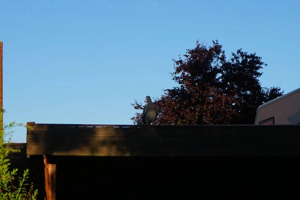 Ptak Palumbus Columba Drewnianym Porcie Samochodowym Czerwcu Gołąb Pospolity Columba — Zdjęcie stockowe