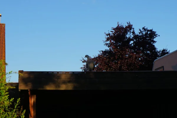 Ptak Palumbus Columba Drewnianym Porcie Samochodowym Czerwcu Gołąb Pospolity Columba — Zdjęcie stockowe