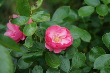 Gül 'Marion' çalısı bahçedeki pembe çiçeklerle bol bol çiçek açar. Rose, Rosaceae familyasından, Rosa cinsine ait uzun ömürlü bir çiçek bitkisidir. Berlin, Almanya