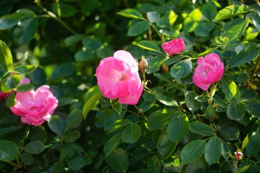 Gül 'Marion' çalısı bahçedeki pembe çiçeklerle bol bol çiçek açar. Rose, Rosaceae familyasından, Rosa cinsine ait uzun ömürlü bir çiçek bitkisidir. Berlin, Almanya