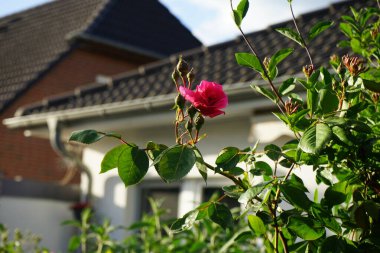 Tırmanış gülü bahçedeki pergola yakınında koyu pembe çiçeklerle çiçek açar. Rose, Rosaceae familyasından, Rosa cinsine ait uzun ömürlü bir çiçek bitkisidir. Berlin, Almanya