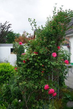 Lonicera periclymenum ve tırmanan koyu pembe gül bahçedeki pergola yakınında çiçek açar. Rose, Rosaceae familyasından, Rosa cinsine ait uzun ömürlü bir çiçek bitkisidir. Berlin, Almanya 