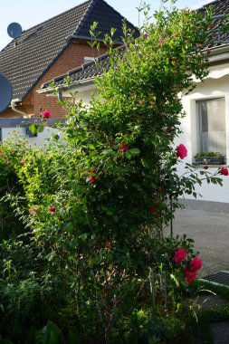Lonicera periclymenum ve tırmanan koyu pembe gül bahçedeki pergola yakınında çiçek açar. Rose, Rosaceae familyasından, Rosa cinsine ait uzun ömürlü bir çiçek bitkisidir. Berlin, Almanya 
