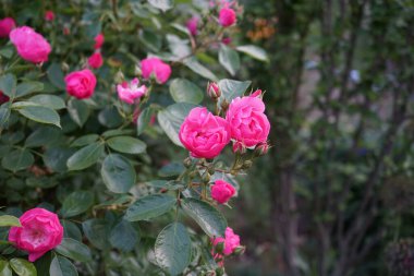 Gül 'Marion' çalısı bahçedeki pembe çiçeklerle bol bol çiçek açar. Rose, Rosaceae familyasından, Rosa cinsine ait uzun ömürlü bir çiçek bitkisidir. Berlin, Almanya