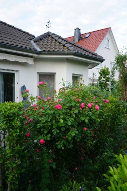 Gül 'Marion' çalısı bahçedeki pembe çiçeklerle bol bol çiçek açar. Rose, Rosaceae familyasından, Rosa cinsine ait uzun ömürlü bir çiçek bitkisidir. Berlin, Almanya