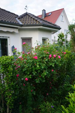 Gül 'Marion' çalısı bahçedeki pembe çiçeklerle bol bol çiçek açar. Rose, Rosaceae familyasından, Rosa cinsine ait uzun ömürlü bir çiçek bitkisidir. Berlin, Almanya