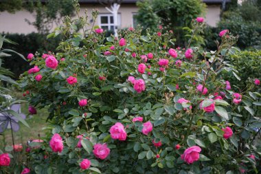 Gül 'Marion' çalısı bahçedeki pembe çiçeklerle bol bol çiçek açar. Rose, Rosaceae familyasından, Rosa cinsine ait uzun ömürlü bir çiçek bitkisidir. Berlin, Almanya