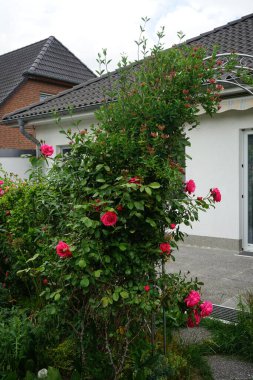 Lonicera periclymenum ve tırmanan koyu pembe gül bahçedeki pergola yakınında çiçek açar. Rose, Rosaceae familyasından, Rosa cinsine ait uzun ömürlü bir çiçek bitkisidir. Berlin, Almanya 