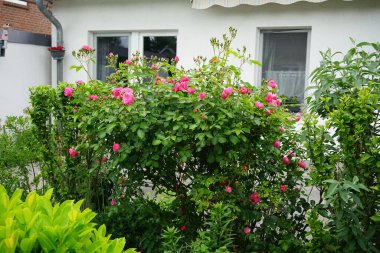 Gül 'Marion' çalısı bahçedeki pembe çiçeklerle bol bol çiçek açar. Rose, Rosaceae familyasından, Rosa cinsine ait uzun ömürlü bir çiçek bitkisidir. Berlin, Almanya