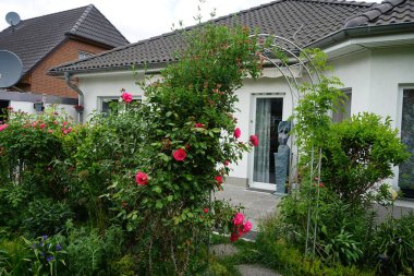 Lonicera periclymenum ve tırmanan koyu pembe gül bahçedeki pergola yakınında çiçek açar. Rose, Rosaceae familyasından, Rosa cinsine ait uzun ömürlü bir çiçek bitkisidir. Berlin, Almanya 