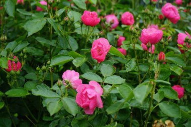 Gül 'Marion' çalısı bahçedeki pembe çiçeklerle bol bol çiçek açar. Rose, Rosaceae familyasından, Rosa cinsine ait uzun ömürlü bir çiçek bitkisidir. Berlin, Almanya