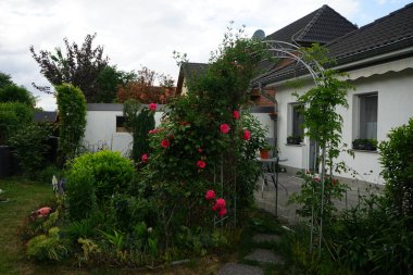 Lonicera periclymenum ve tırmanan koyu pembe gül bahçedeki pergola yakınında çiçek açar. Rose, Rosaceae familyasından, Rosa cinsine ait uzun ömürlü bir çiçek bitkisidir. Berlin, Almanya 