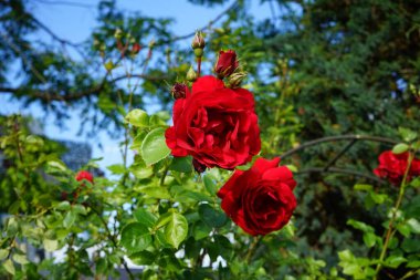 Tırmanış gülü Haziran ayında bahçede kırmızı çiçeklerle çiçek açar. Rose, Rosaceae familyasından, Rosa cinsine ait uzun ömürlü bir çiçek bitkisidir. Berlin, Almanya