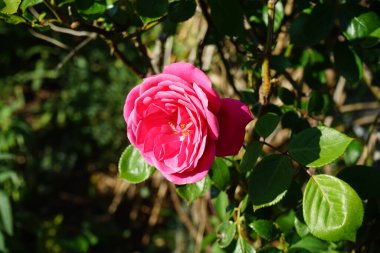 Tırmanış gülü bahçedeki pergola yakınında koyu pembe çiçeklerle çiçek açar. Rose, Rosaceae familyasından, Rosa cinsine ait uzun ömürlü bir çiçek bitkisidir. Berlin, Almanya 