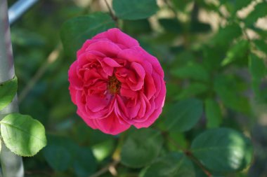 Tırmanış gülü bahçedeki pergola yakınında koyu pembe çiçeklerle çiçek açar. Rose, Rosaceae familyasından, Rosa cinsine ait uzun ömürlü bir çiçek bitkisidir. Berlin, Almanya 