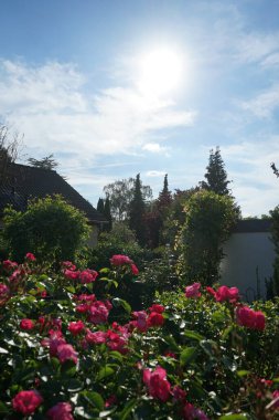 Gül 'Marion' çalısı bahçedeki pembe çiçeklerle bol bol çiçek açar. Rose, Rosaceae familyasından, Rosa cinsine ait uzun ömürlü bir çiçek bitkisidir. Berlin, Almanya